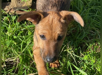 Arturo - kleiner Entdecker auf der Suche nach seinem Zuhause