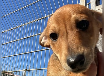 Arturo - kleiner Entdecker auf der Suche nach seinem Zuhause