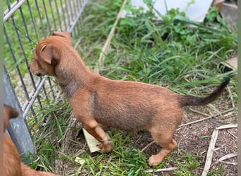 Arturo - kleiner Entdecker auf der Suche nach seinem Zuhause