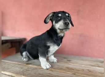 Alpi sucht ein Zuhause