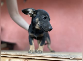 Amira sucht ein Zuhause