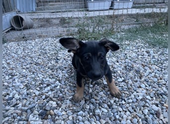 Amira sucht ein Zuhause
