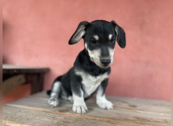 Alpi sucht ein Zuhause