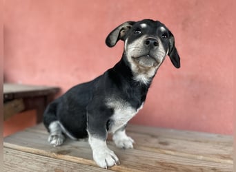 Alpi sucht ein Zuhause
