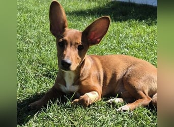 Fröhliches Hundekind Missy mit den Fledermausohren
