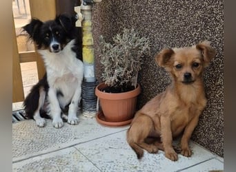 Milo & Minnie - ein ganz entzückendes Pärchen