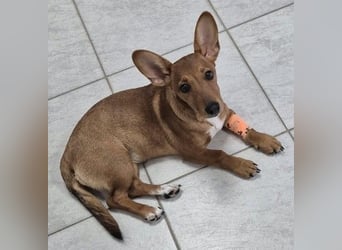 Fröhliches Hundekind Missy mit den Fledermausohren