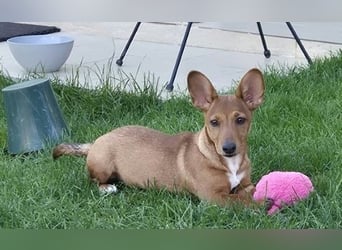 Fröhliches Hundekind Missy mit den Fledermausohren