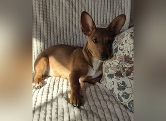 Fröhliches Hundekind Missy mit den Fledermausohren