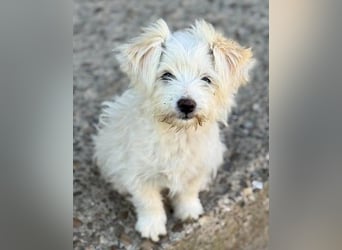 Sonnenschein Fibi - entzückendes Bichon-Mix-Hundekind