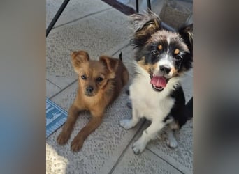 Milo & Minnie - ein ganz entzückendes Pärchen