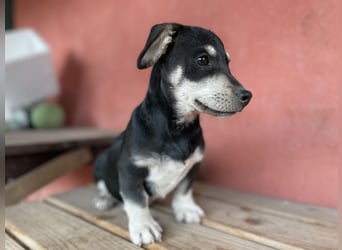Alpi sucht ein Zuhause