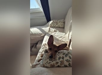 Fröhliches Hundekind Missy mit den Fledermausohren