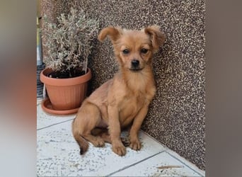 Milo & Minnie - ein ganz entzückendes Pärchen