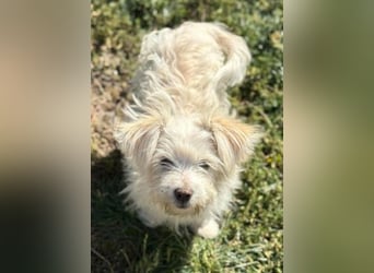 Sonnenschein Fibi - entzückendes Bichon-Mix-Hundekind