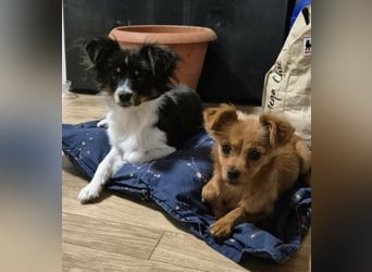 Milo & Minnie - ein ganz entzückendes Pärchen