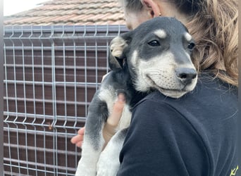 Alpi sucht ein Zuhause