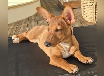 Fröhliches Hundekind Missy mit den Fledermausohren