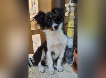 Milo & Minnie - ein ganz entzückendes Pärchen