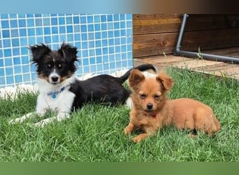 Milo & Minnie - ein ganz entzückendes Pärchen