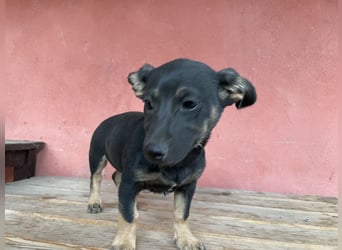 Amira sucht ein Zuhause