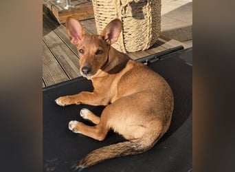 Fröhliches Hundekind Missy mit den Fledermausohren