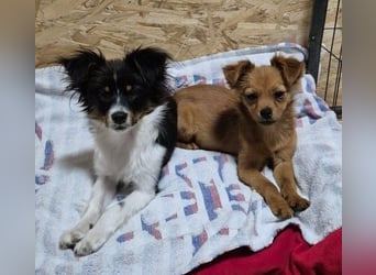 Milo & Minnie - ein ganz entzückendes Pärchen