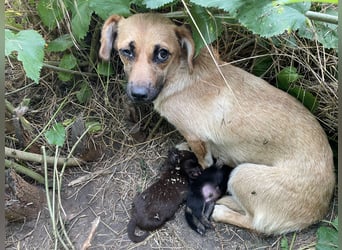 Amira sucht ein Zuhause