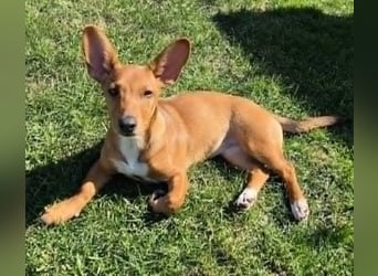 Fröhliches Hundekind Missy mit den Fledermausohren