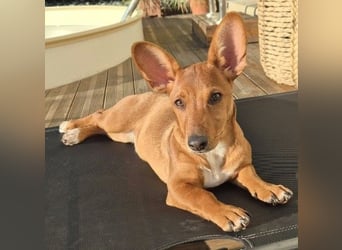 Fröhliches Hundekind Missy mit den Fledermausohren