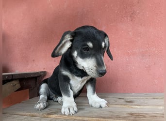 Alpi sucht ein Zuhause
