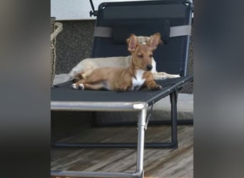 Fröhliches Hundekind Missy mit den Fledermausohren
