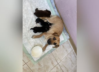 Alpi sucht ein Zuhause