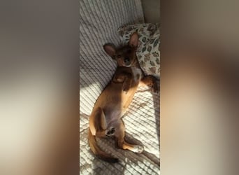 Fröhliches Hundekind Missy mit den Fledermausohren