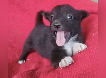 Winnie - offener, freundlicher Welpe