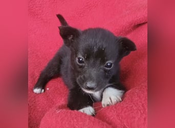 Winnie - offener, freundlicher Welpe