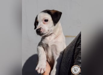 Izzy – mutiges Hundemädchen auf dem Weg ins Glück