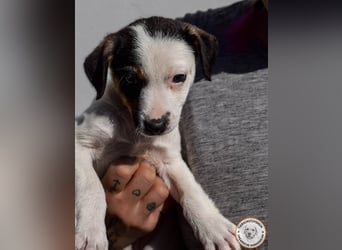 Izzy – mutiges Hundemädchen auf dem Weg ins Glück