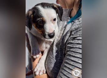 Izzy – mutiges Hundemädchen auf dem Weg ins Glück