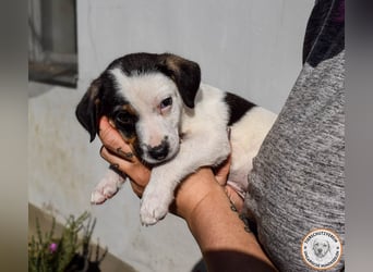 Izzy – mutiges Hundemädchen auf dem Weg ins Glück