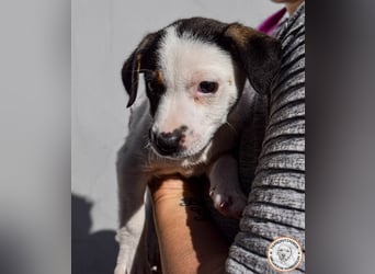 Izzy – mutiges Hundemädchen auf dem Weg ins Glück