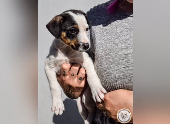 Izzy – mutiges Hundemädchen auf dem Weg ins Glück