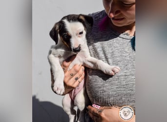 Izzy – mutiges Hundemädchen auf dem Weg ins Glück