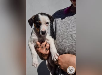 Izzy – mutiges Hundemädchen auf dem Weg ins Glück