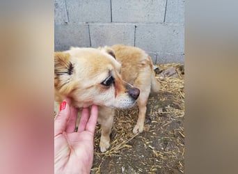 Luky sucht ein Gnadenplätzchen