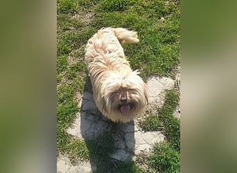 Coca, anhänglich und lieb