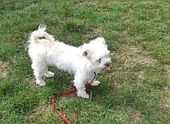 Timmy, freundlich und lieb