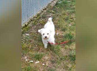 Timmy, freundlich und lieb