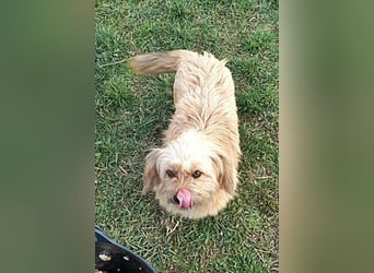 Coca, anhänglich und lieb