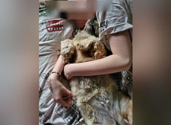 Coca befindet sich auf einer Pflegestelle